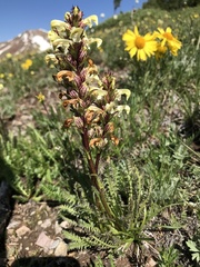 Pedicularis parryi