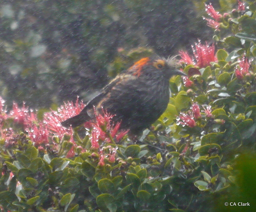 Palmeria dolei observed 2016-08-13