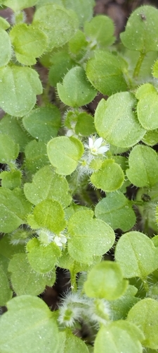 Veronica stewartii