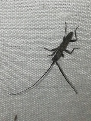 Neocompsa puncticollis