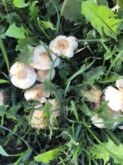 Marasmius oreades