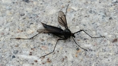 Nephrotoma altissima