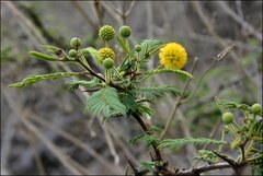 Vachellia rorudiana