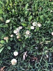 Marasmius oreades