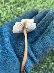 Marasmius oreades