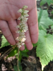 Goodyera tesselata image
