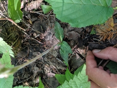 Goodyera tesselata image