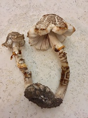 Agaricus approximans