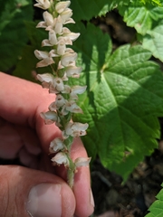 Goodyera tesselata image