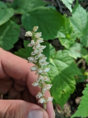 Goodyera tesselata image