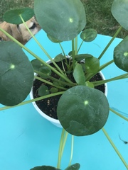 Pilea peperomioides