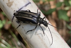 Stenocorus flavolineatus