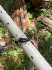 Stenocorus flavolineatus