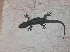 Hemidactylus frenatus