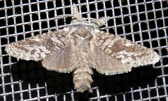 Givira francesca