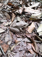 Eleutherodactylus inoptatus