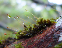 Macromitrium microstomum