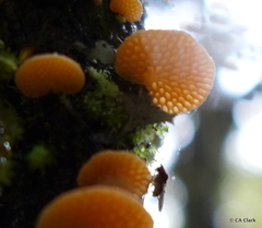 Favolaschia calocera