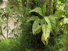 Verbesina crassiramea