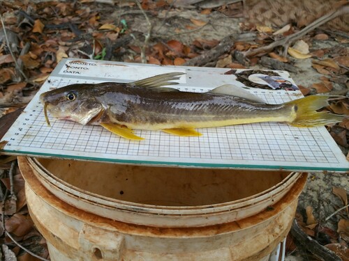 Platkop-antennemeerval (Megalonema platycephalum) — Pimelodidae — 2