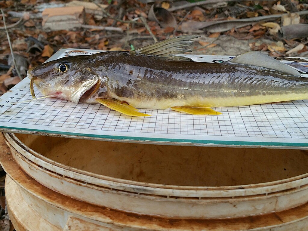 Platkop-antennemeerval (Megalonema platycephalum) — Pimelodidae