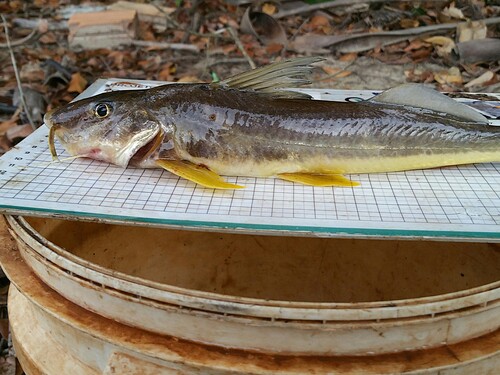 Flathead longwhisker catfish (Megalonema platycephalum) — Pimelodidae