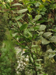 Xylosma spiculifera