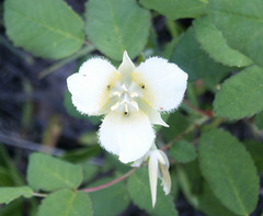 Calochortus apiculatus