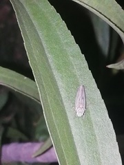 Graphocephala appropinquans