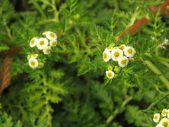 Plagiocheilus bogotensis