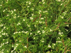 Plagiocheilus bogotensis