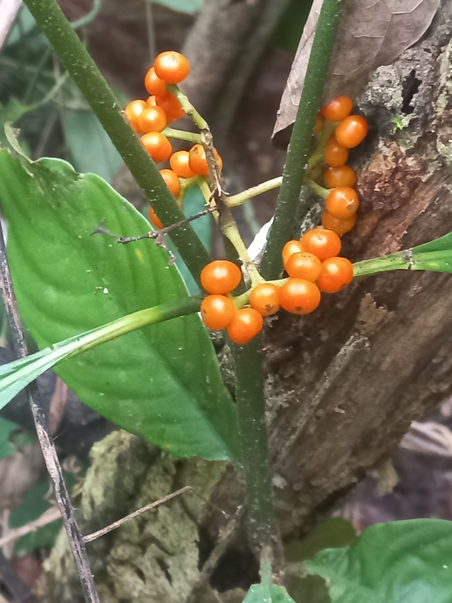 Imagem de Café-de-bugre