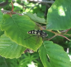 Sericomyia lata