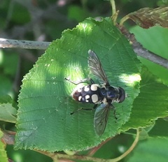 Sericomyia lata