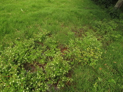 Plagiocheilus bogotensis