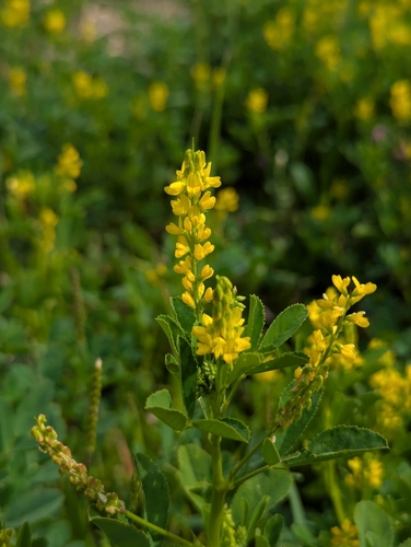 Foto de Meliloto-sulcado