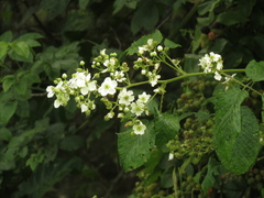 Rubus floribundus