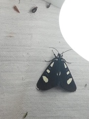 Alypiodes bimaculata