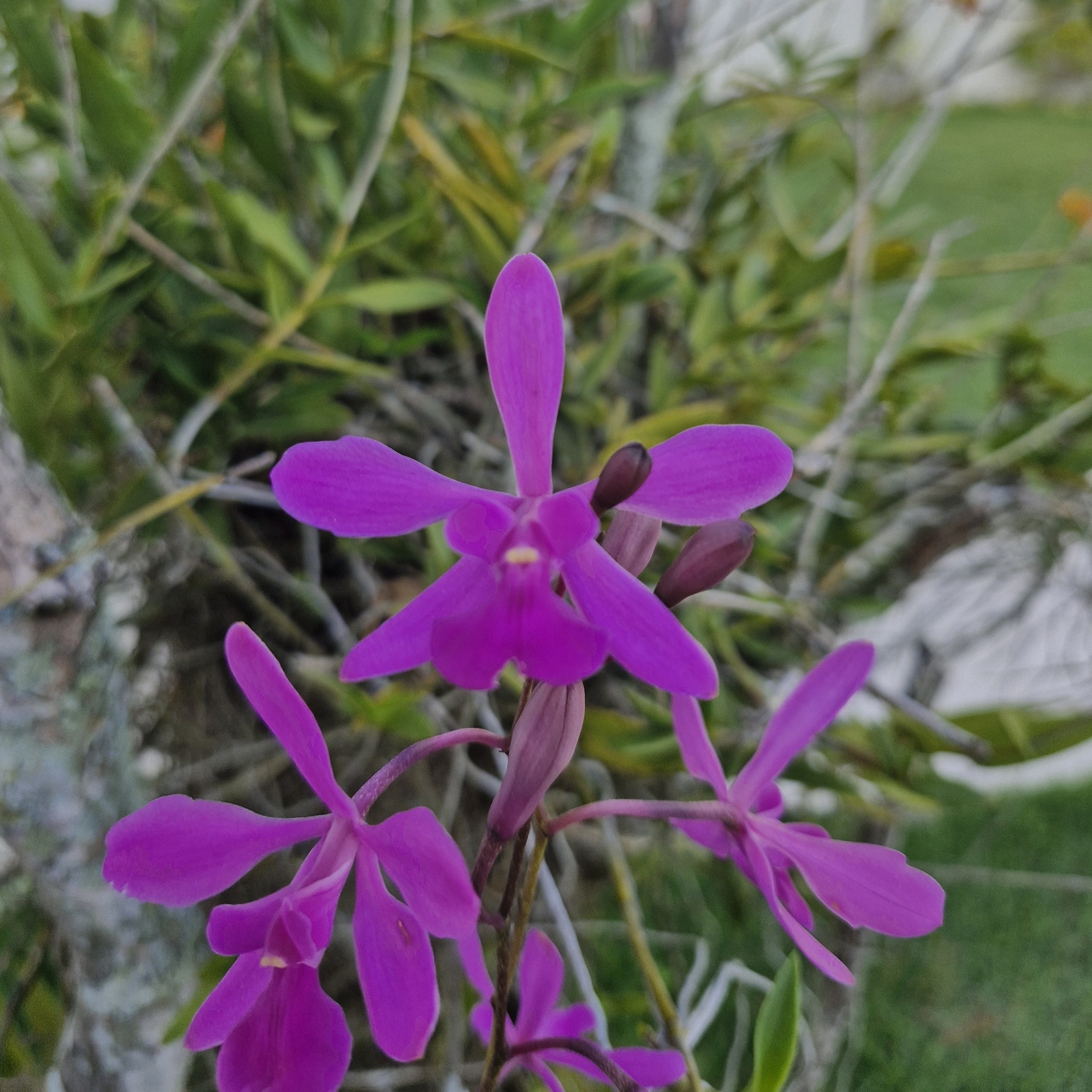 Encyclia jenischiana