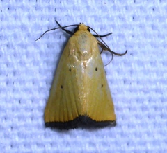 Marimatha nigrofimbria