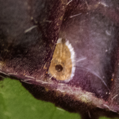 Bactericera antennata