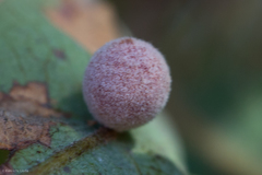 Cynips multipunctata