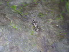 Pogonognathellus elongatus