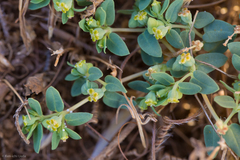 Euphorbia ocellata ocellata