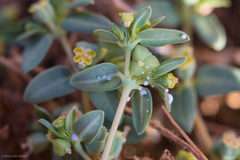 Euphorbia ocellata ocellata