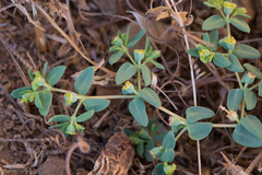 Euphorbia ocellata ocellata