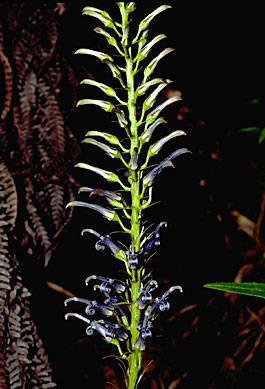 Waihanau Lobelia