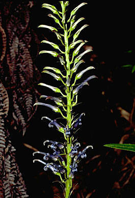 Lobelia dunbariae