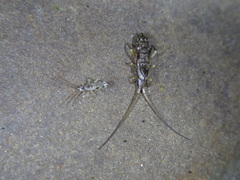 Pogonognathellus elongatus