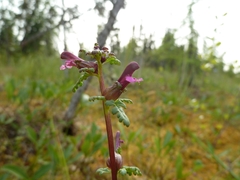 Pedicularis parviflora